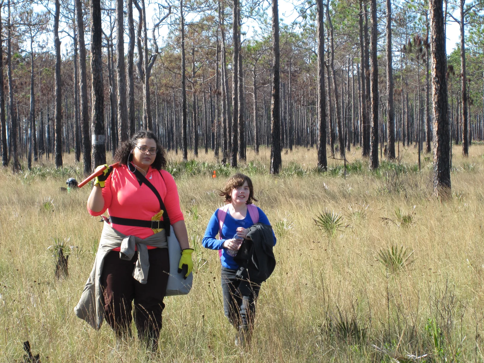 Florida pine landscape near Beacon Woods master-planned community in Hudson Pasco County