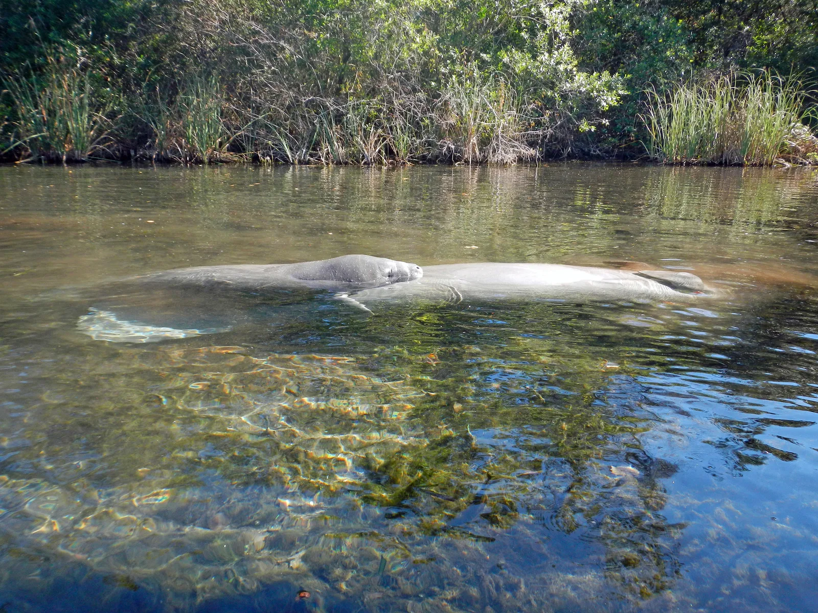 Manatees swimming in the Weeki Wachee River minutes from Heritage Pines Hudson Florida