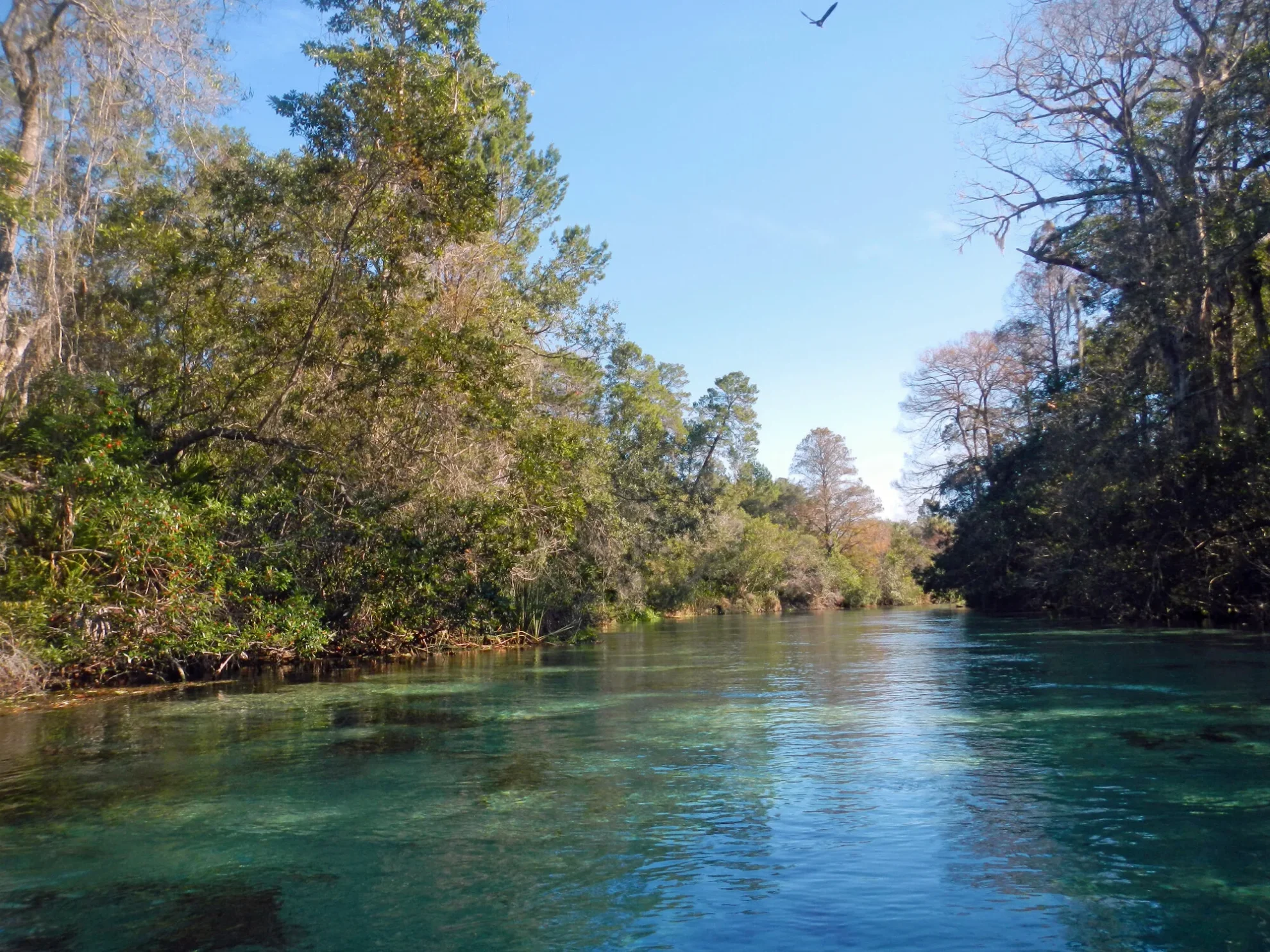 Crystal-clear Weeki Wachee River minutes from High Point in Hernando County Florida