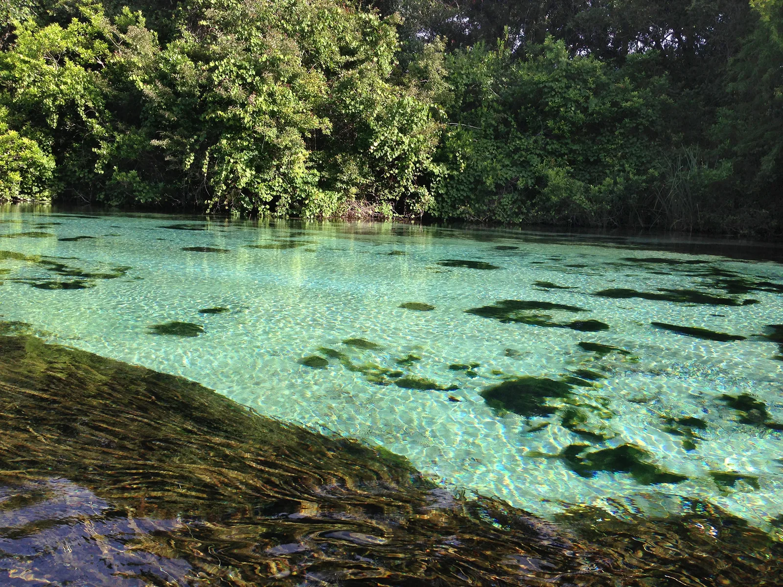 Florida lake landscape representing serene water views near Orangewood Lakes in New Port Richey